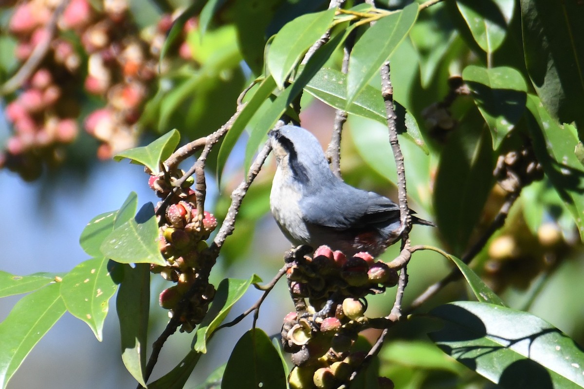 Chestnut-vented Nuthatch - ML646212851