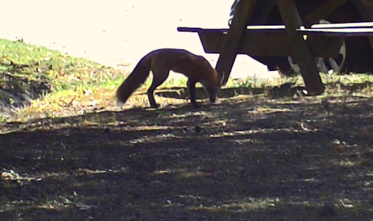 Red Fox - ML646212852