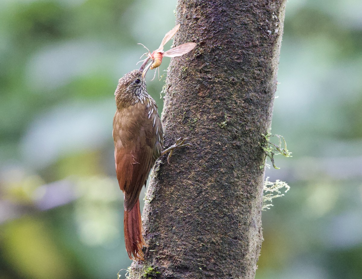 Dağ Tırmaşık - ML646212859