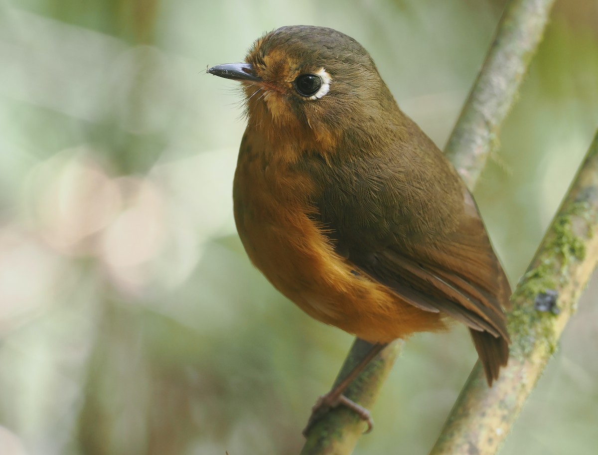 Leymebamba Antpitta - ML646212860