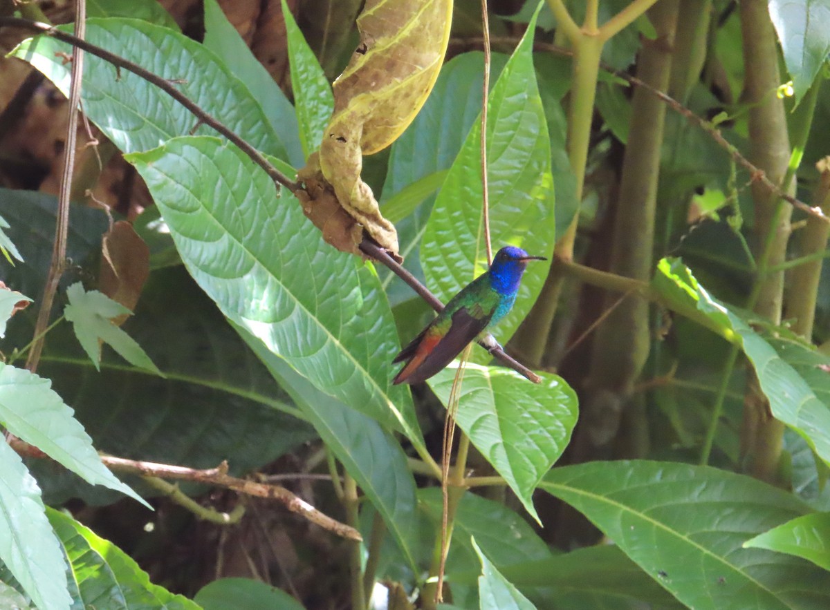 Golden-tailed Sapphire - ML646212861