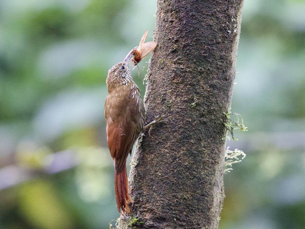 Dağ Tırmaşık - ML646212870