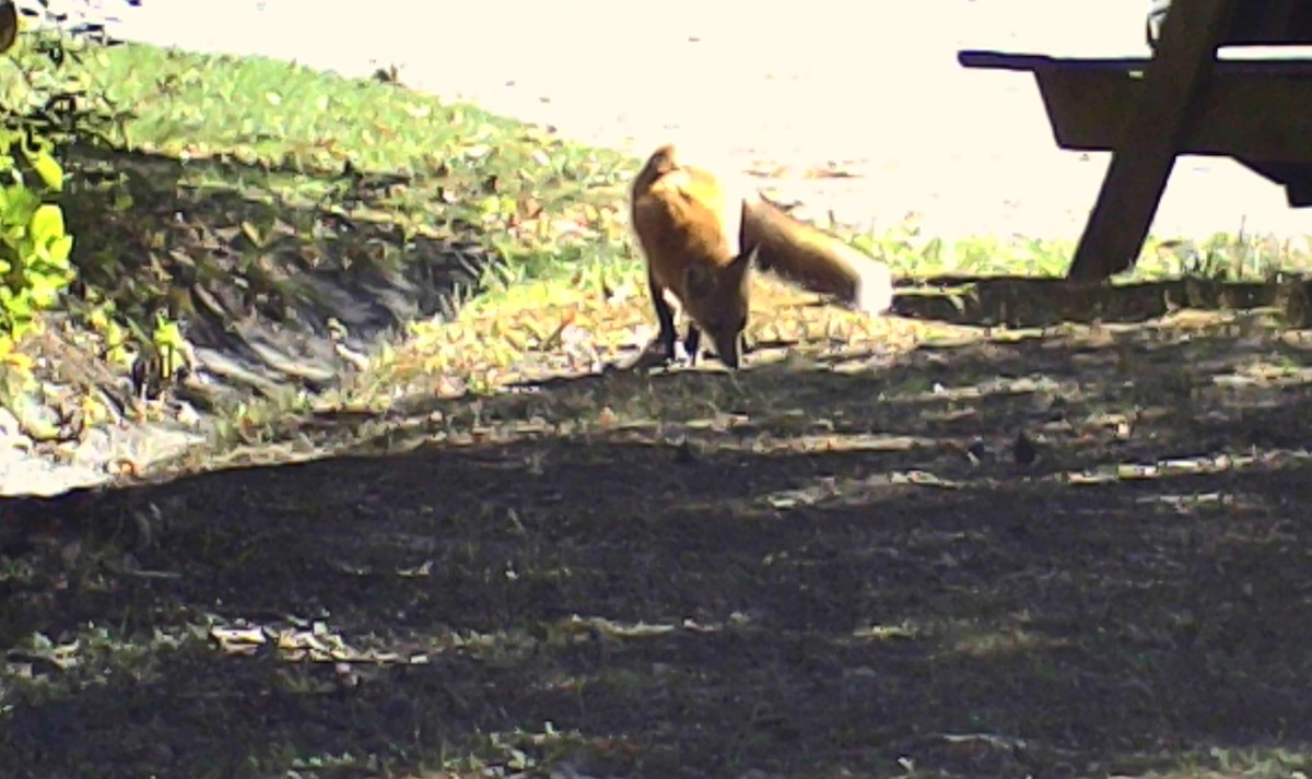 Red Fox - ML646212872