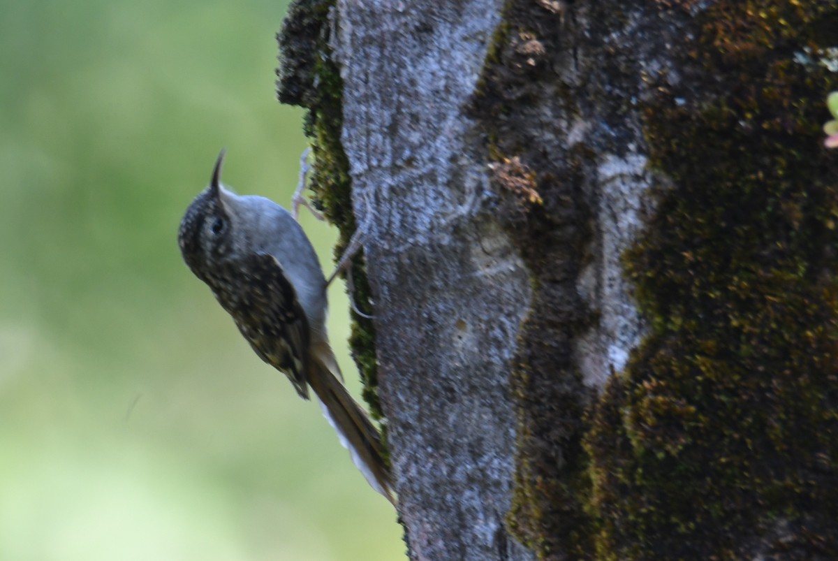 Hume's Treecreeper - ML646212873