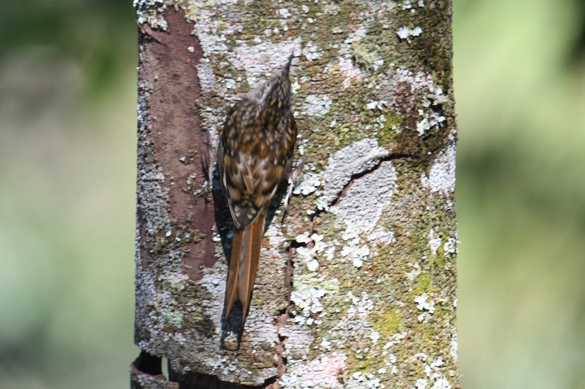 Hume's Treecreeper - ML646212874