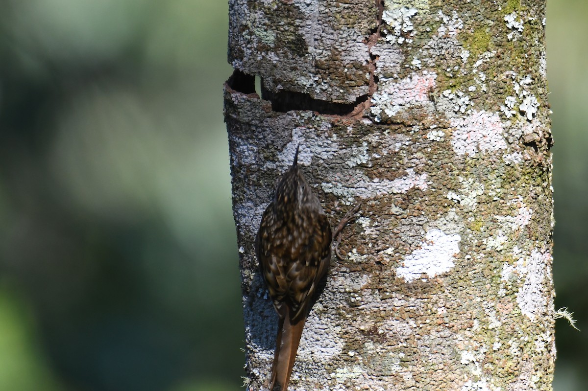 Hume's Treecreeper - ML646212875