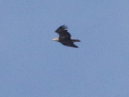 Bald Eagle - ML646212878