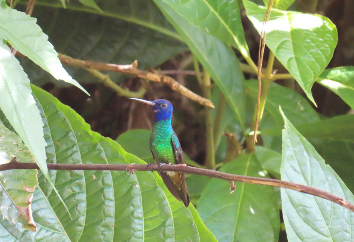 Golden-tailed Sapphire - ML646212882