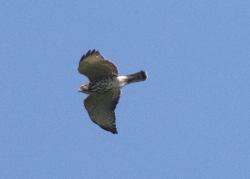 Broad-winged Hawk - ML646212883