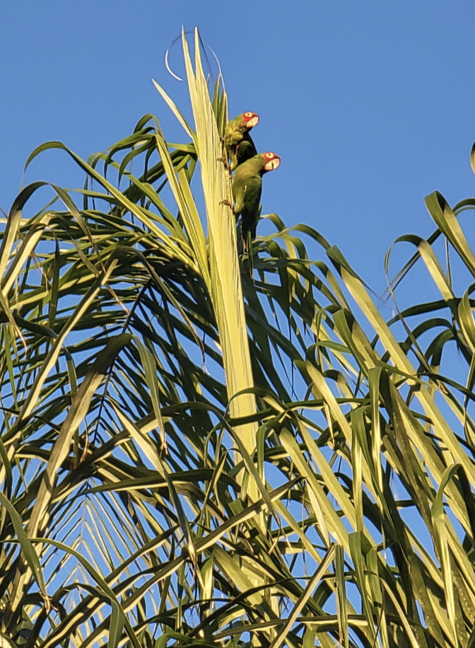 Amazona Tamaulipeca - ML646212884