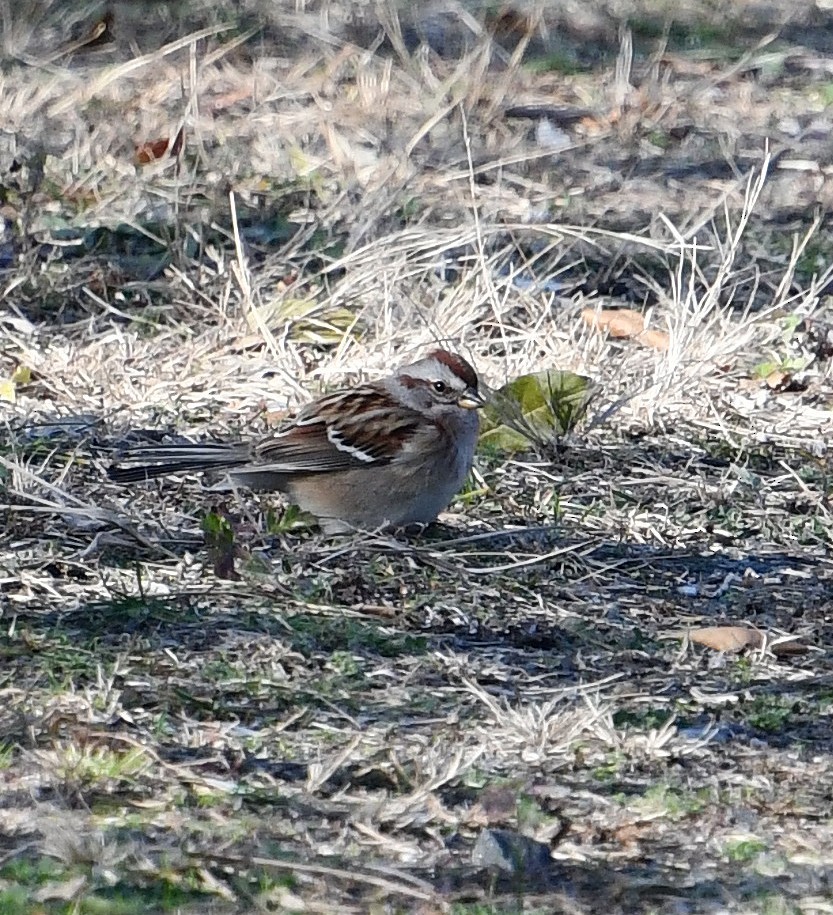 Hudson Körfezi Serçesi - ML646212886