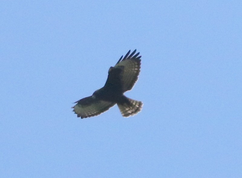 Short-tailed Hawk - ML646212887