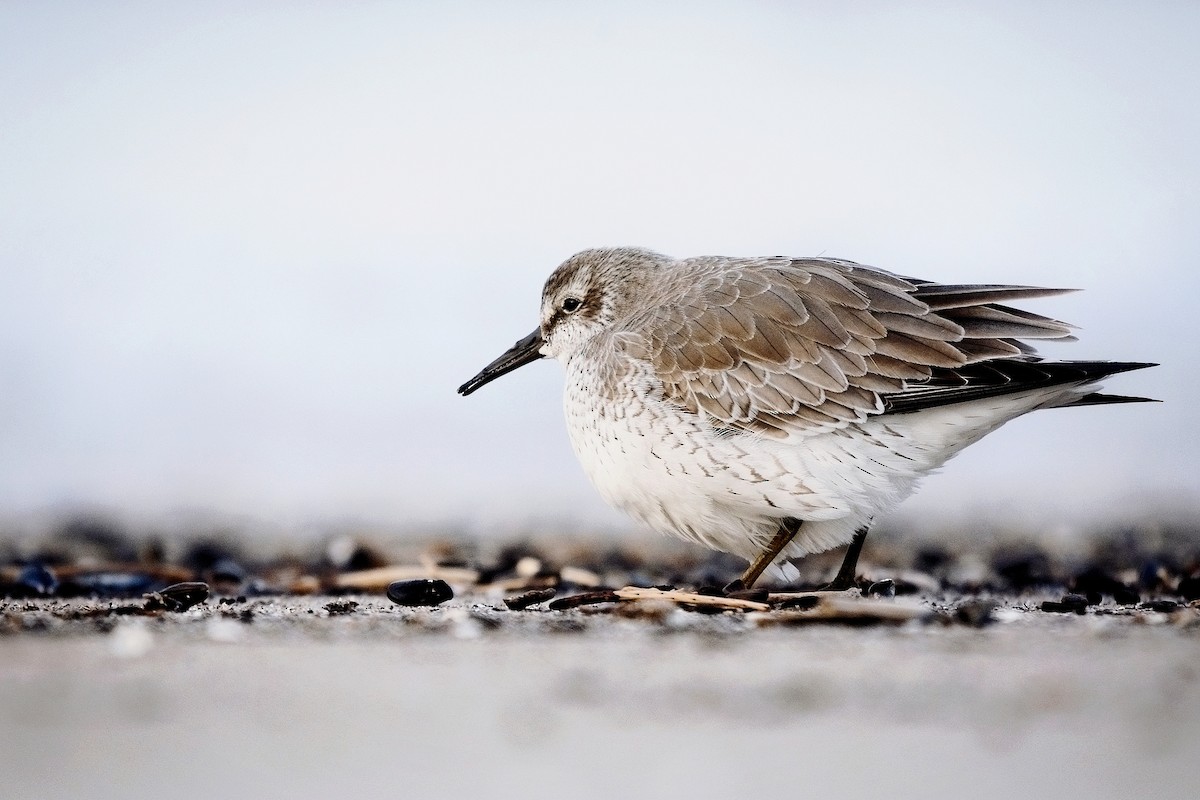 Red Knot - ML646212889