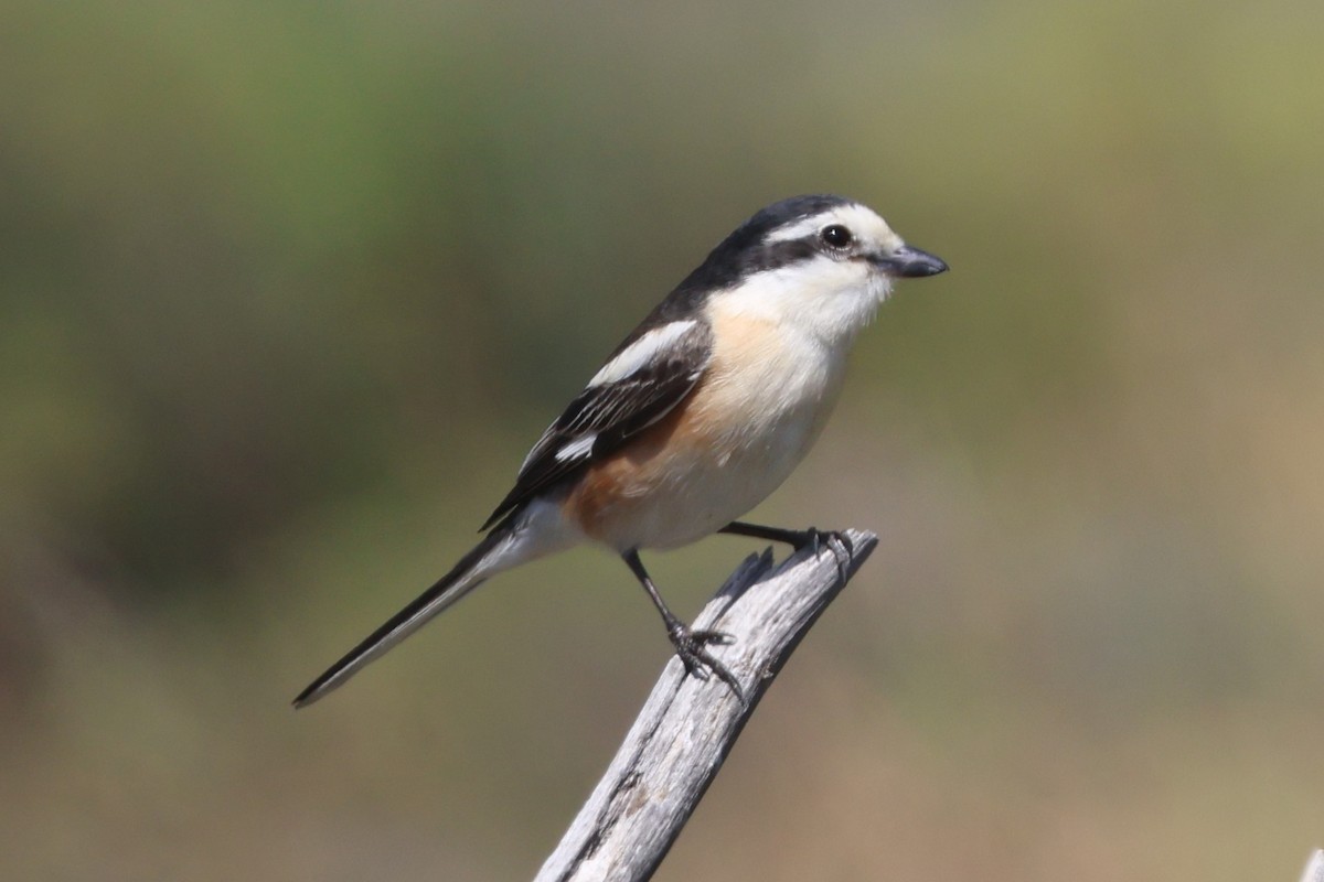 Masked Shrike - ML646212890