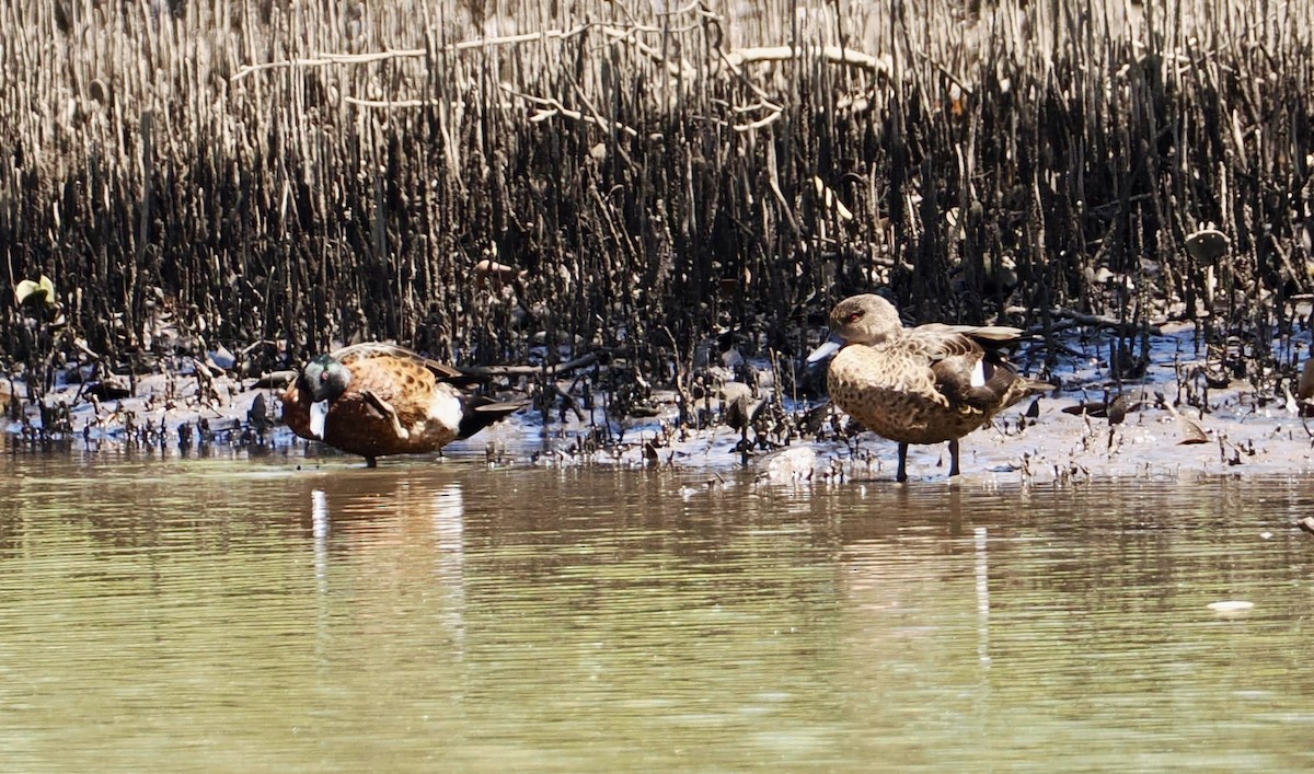 Chestnut Teal - ML646212891