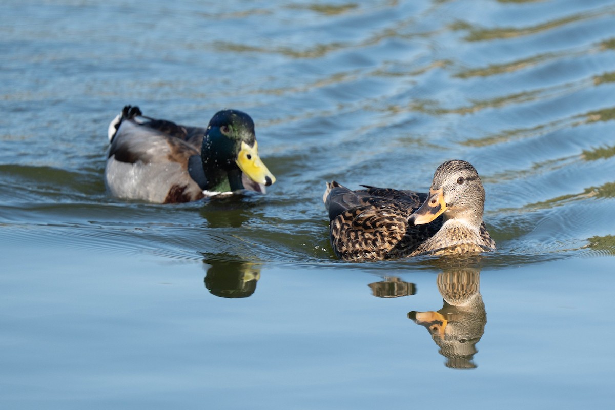 Germano reale - ML646212893