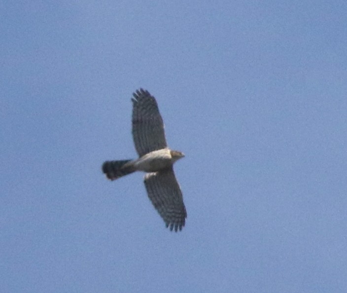 Cooper's Hawk - ML646212894