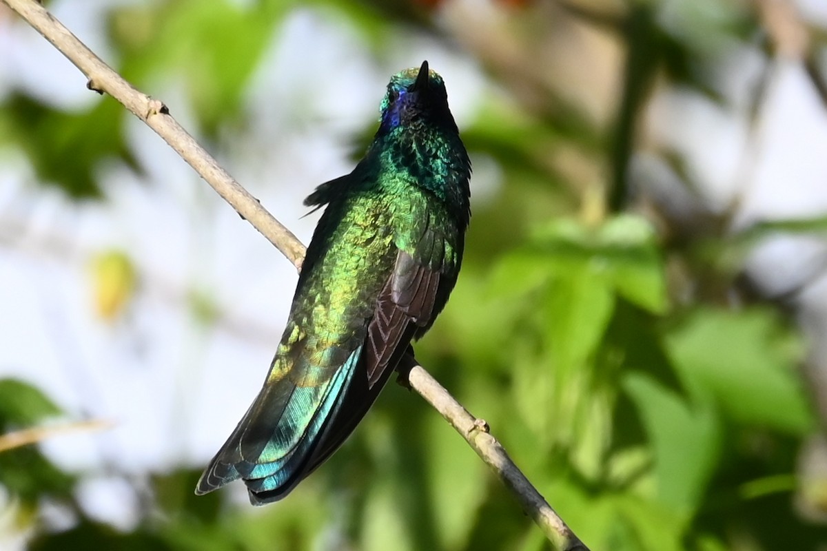 Colibrí Rutilante - ML646212896