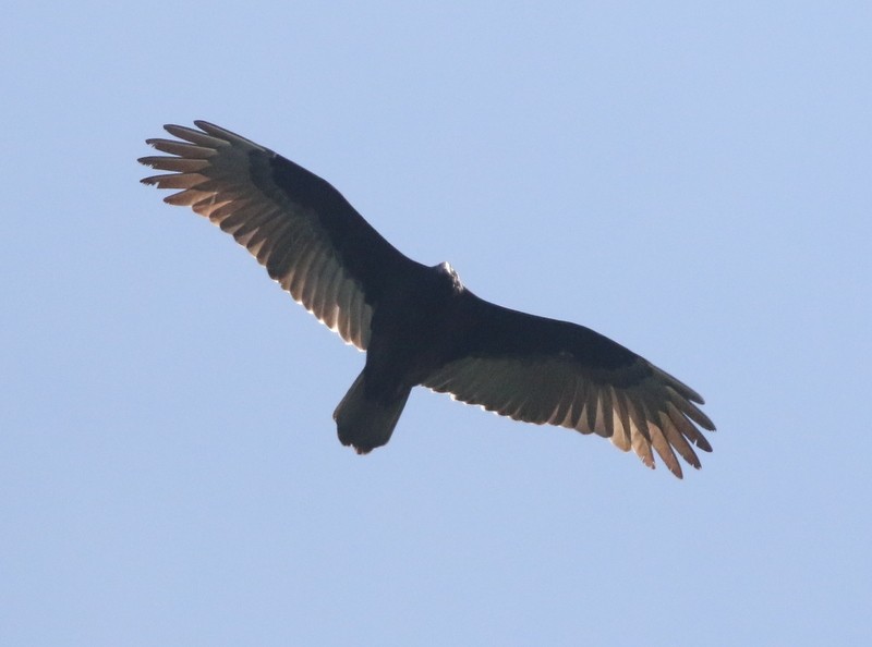 Turkey Vulture - ML646212899