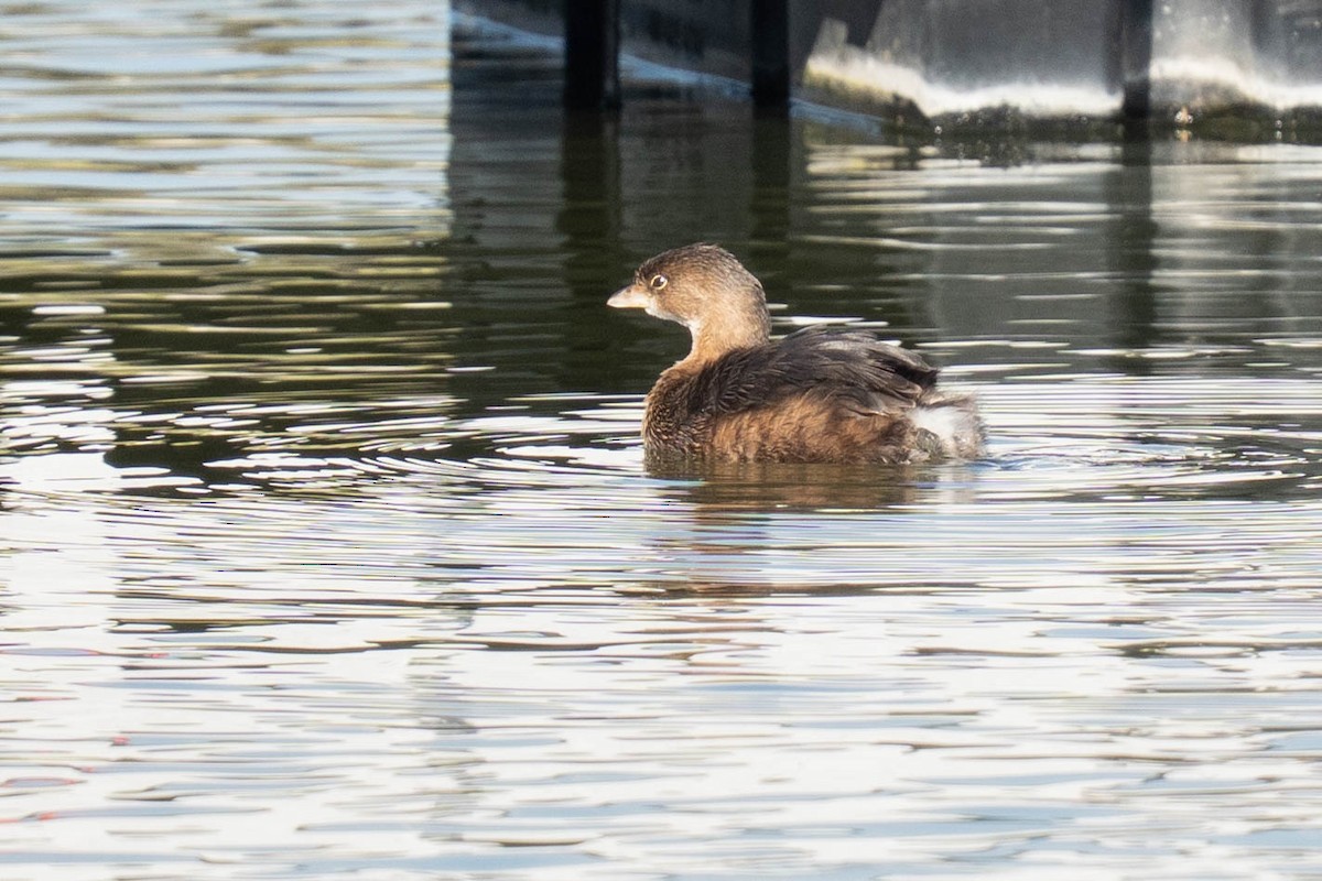Pied-billed Grebe - ML646212900