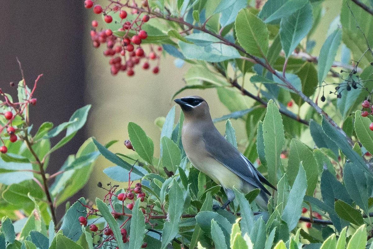 Cedar Waxwing - ML646212915