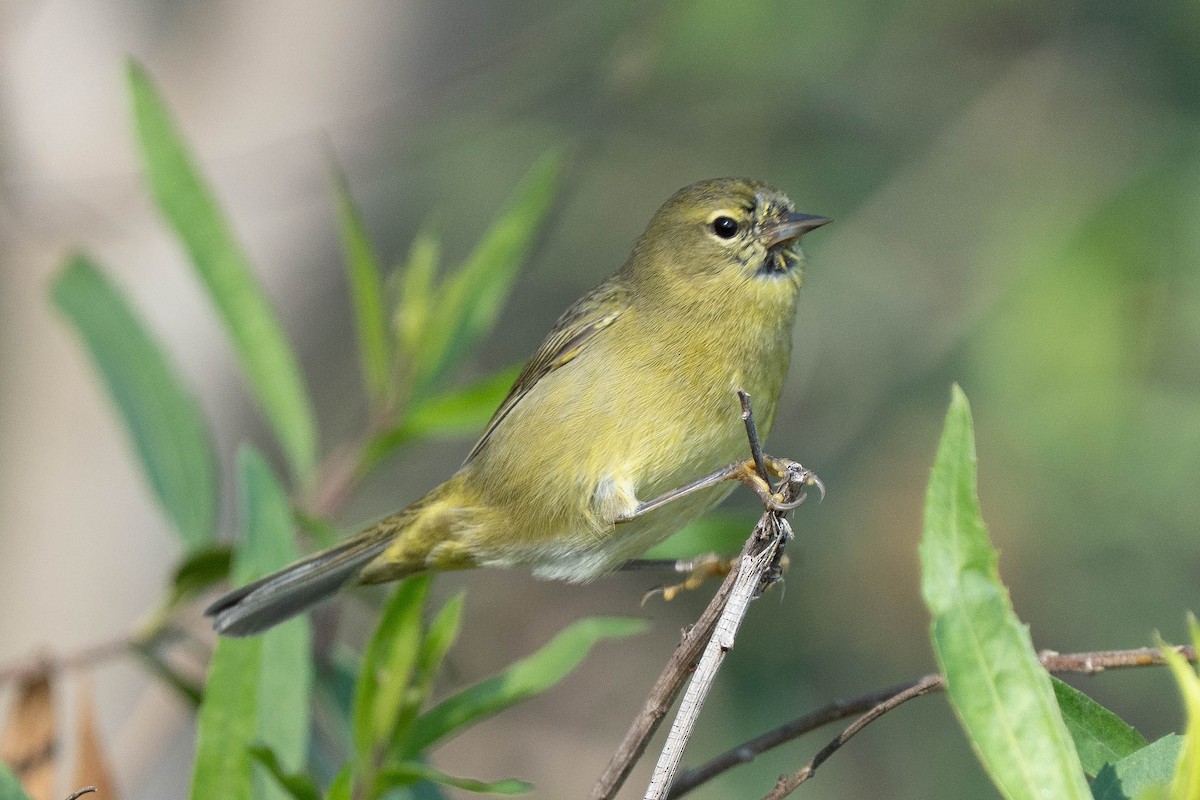 Orange-crowned Warbler - ML646212919
