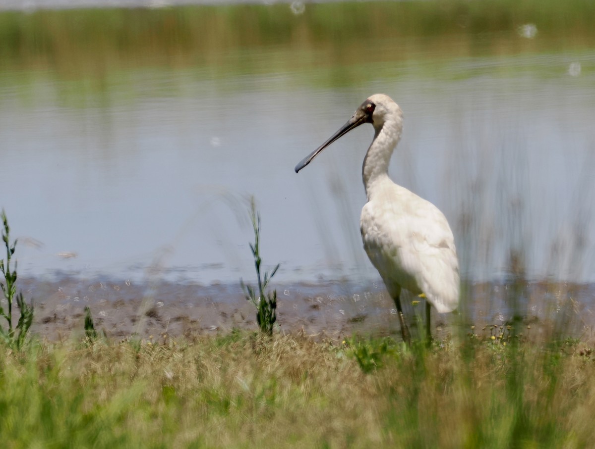 Royal Spoonbill - ML646212922