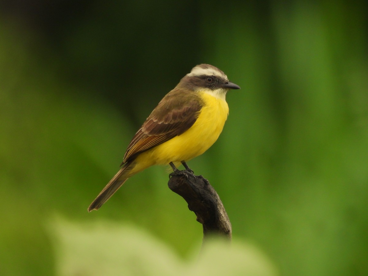 Tyran sociable (groupe similis) - ML646212924