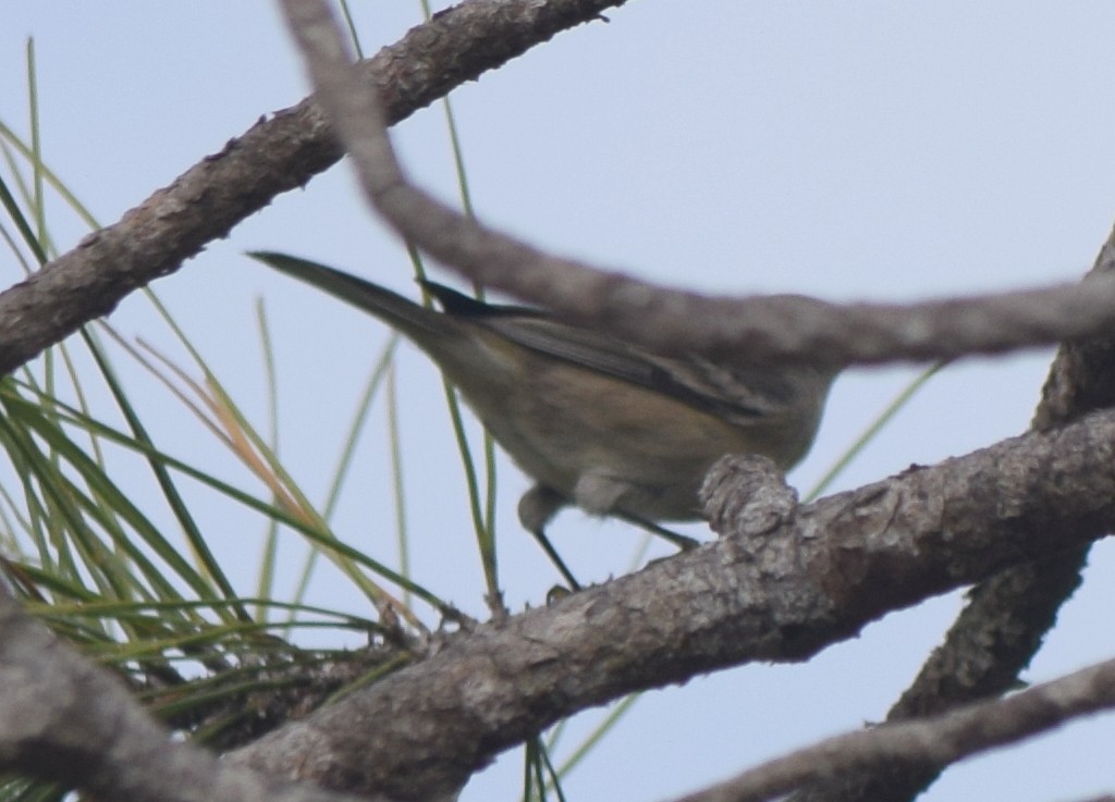 Yellow-rumped Warbler - ML646212925