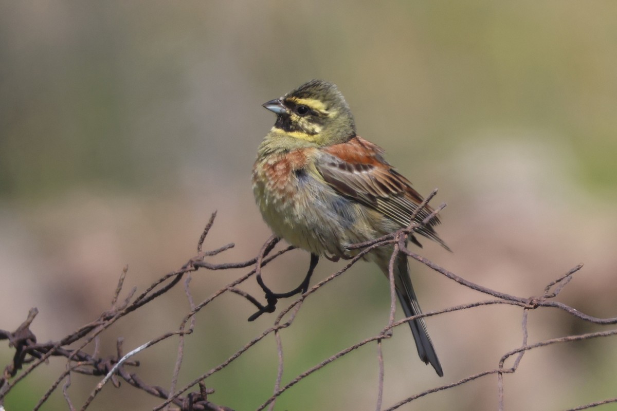 Cirl Bunting - ML646212927