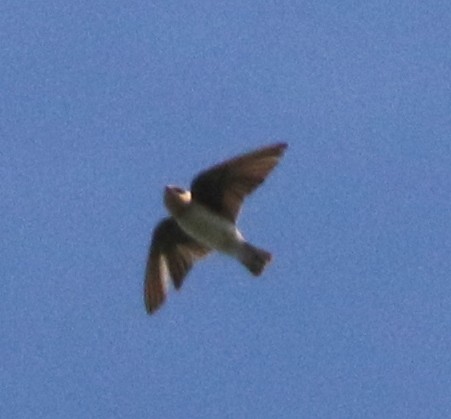 Cave Swallow - ML646212928