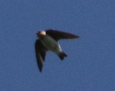 Cave Swallow - ML646212929