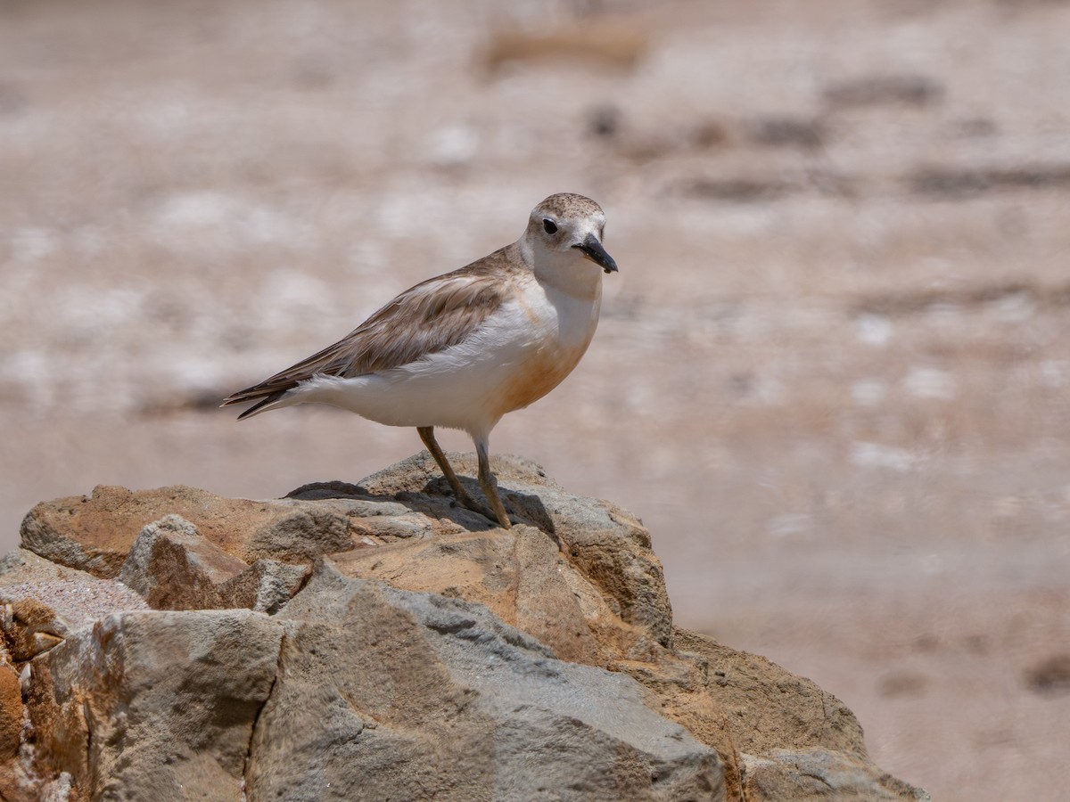 Red-breasted Dotterel - ML646212932