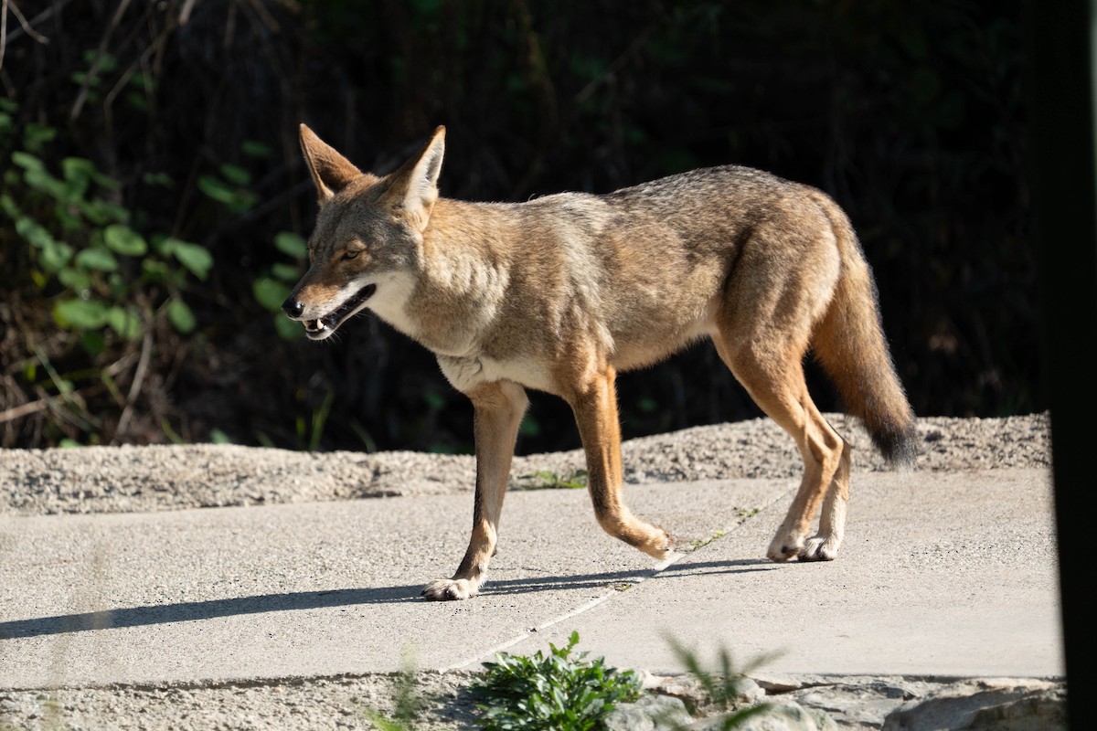 Coyote - ML646212933