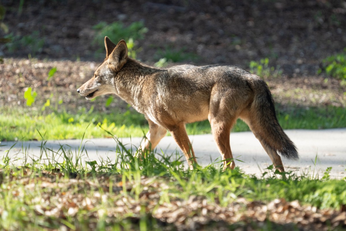 Coyote - ML646212934