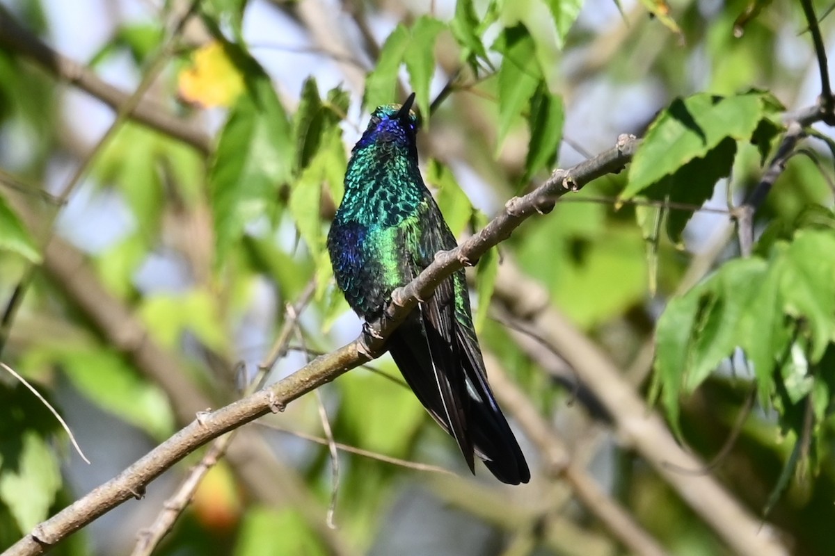 Colibrí Rutilante - ML646212938