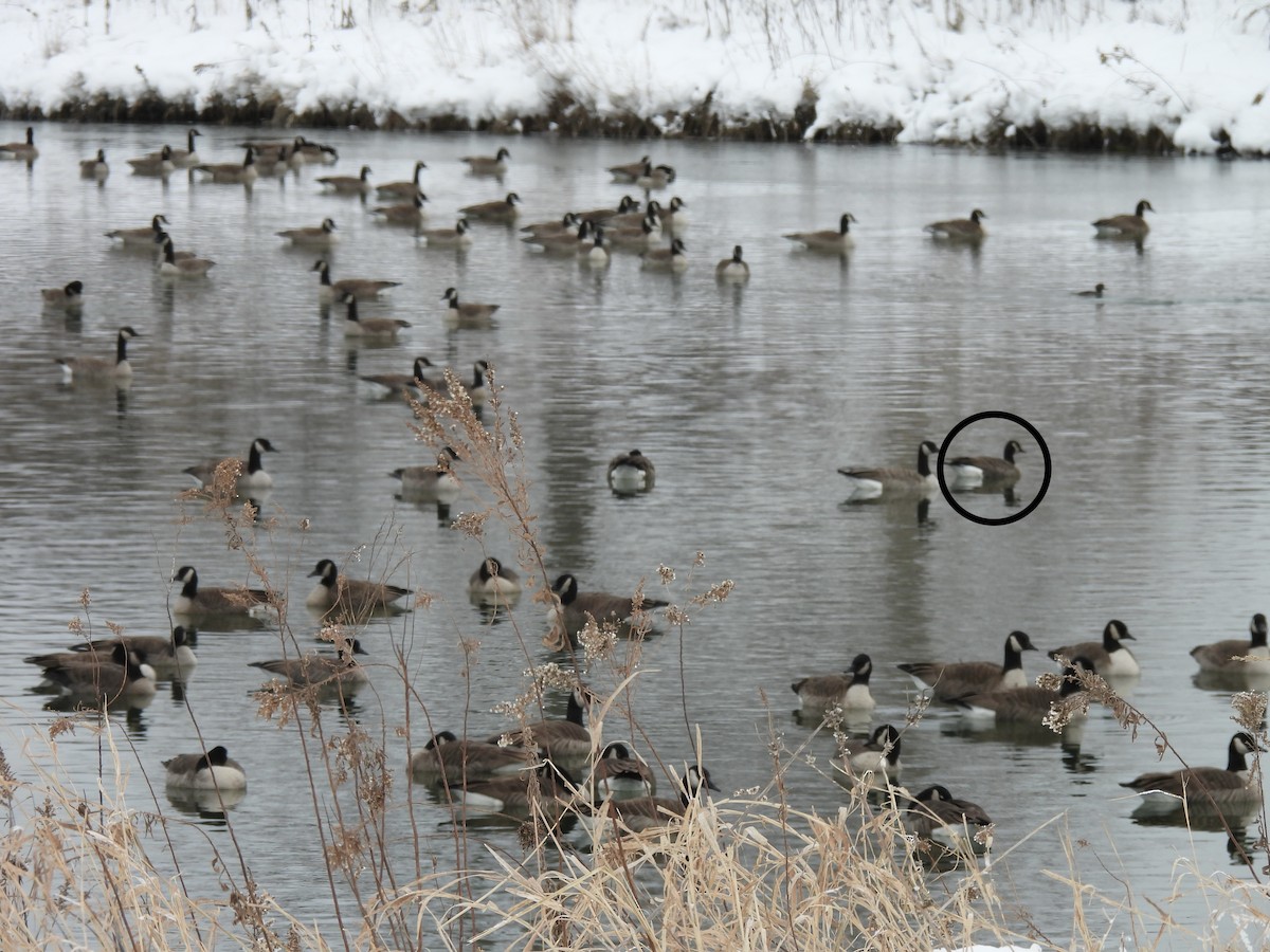 小加拿大雁 - ML646212940