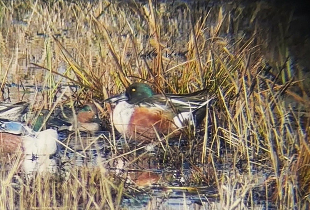 Northern Shoveler - ML646212944