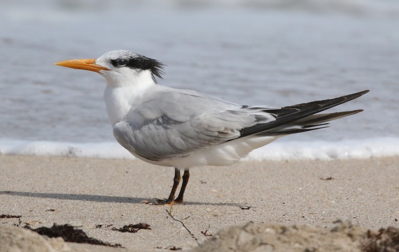 Royal Tern - ML646212946