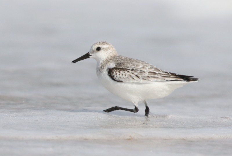 Txirri zuria - ML646212950