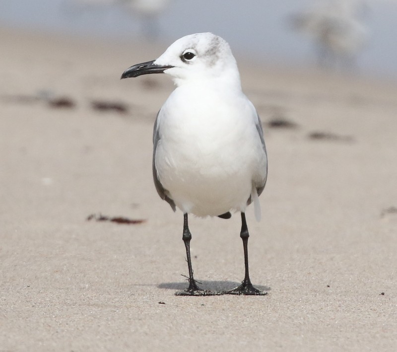 Laughing Gull - ML646212954