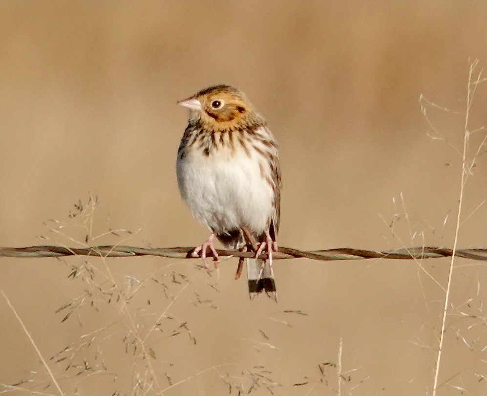 Baird's Sparrow - ML646212957