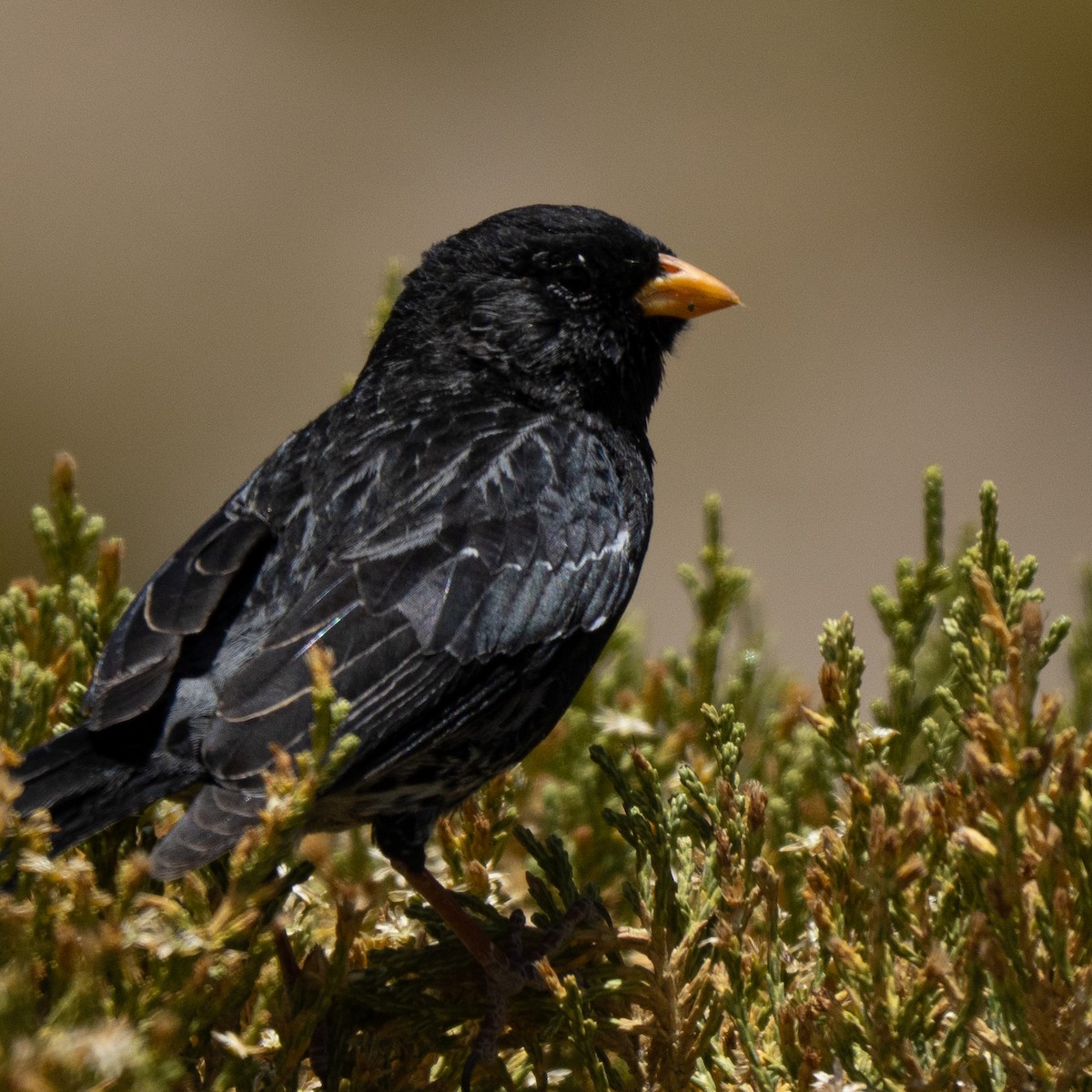 Mourning Sierra Finch - ML646212958