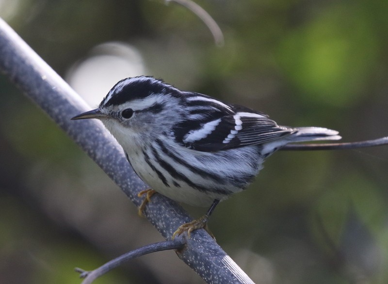 Black-and-white Warbler - ML646212961