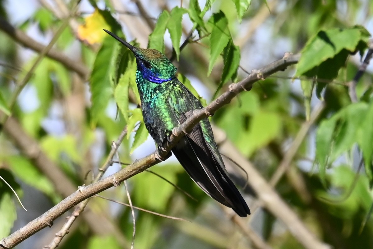 Colibrí Rutilante - ML646212965