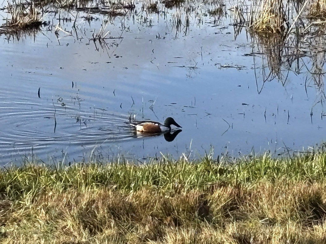 Northern Shoveler - ML646212966