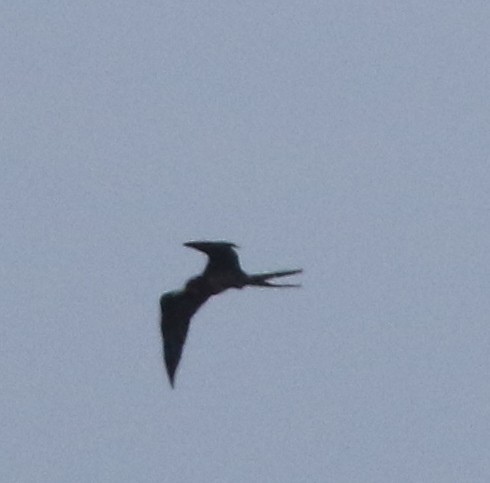Magnificent Frigatebird - ML646212967