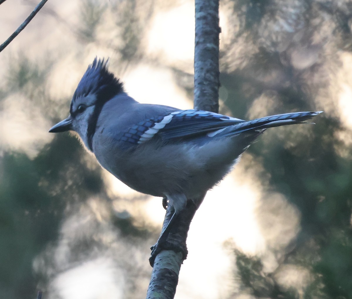 Blue Jay - ML646212971