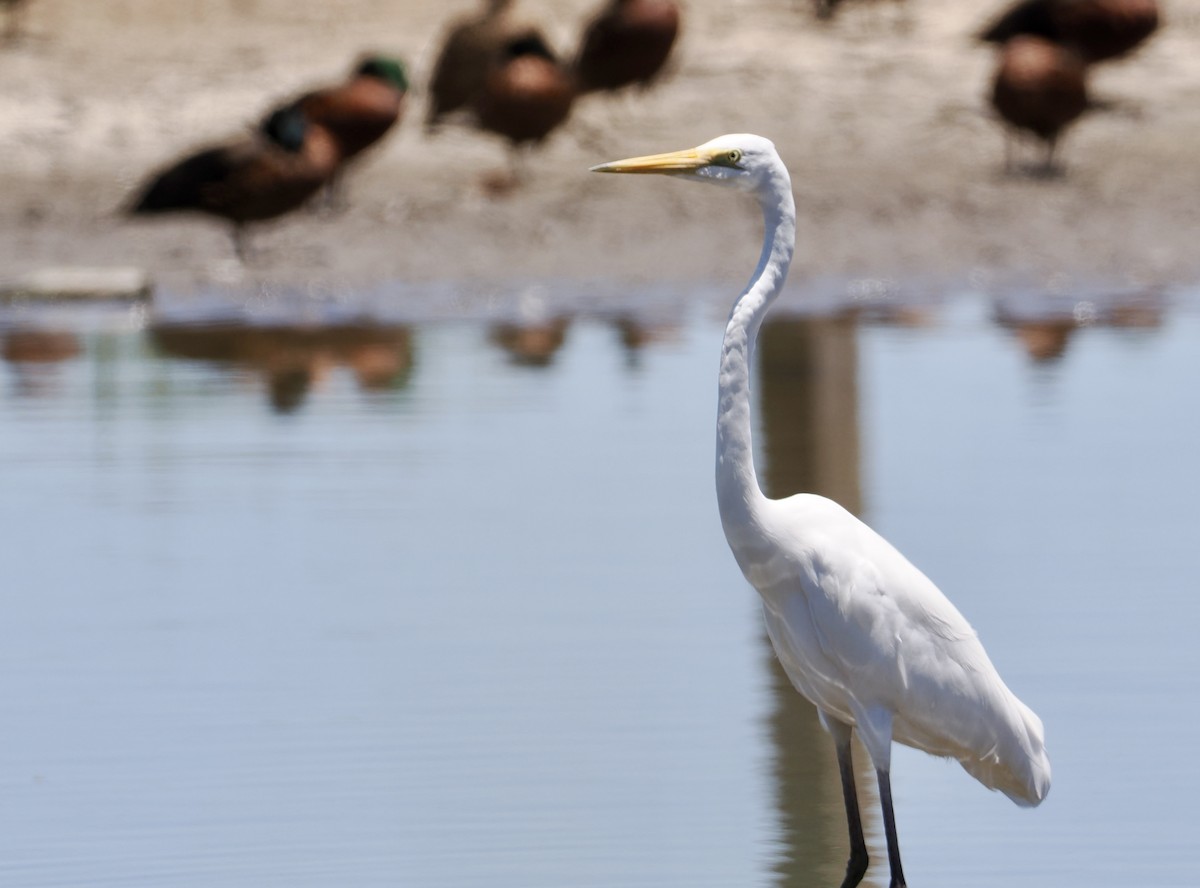 Koartza zuria - ML646212974