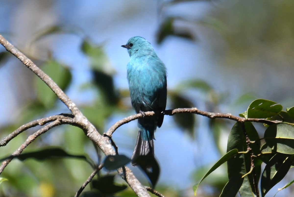 Verditer Flycatcher - ML646212977